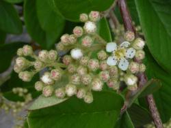 Cotoneaster glaucophyllus: Corymb of flowers in bud.
 Image: D. Glenny © Landcare Research 2017 CC BY 3.0 NZ
